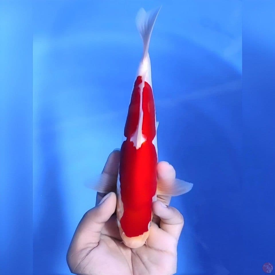 Kohaku doitsu# 27cm - Female