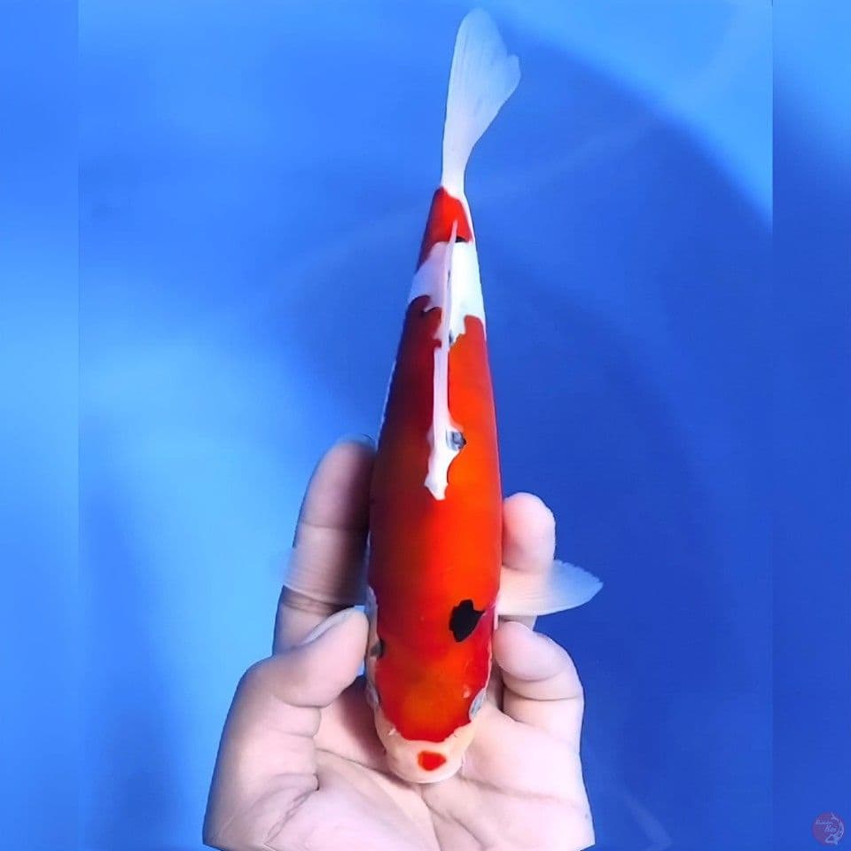 Sanke doitsu# 23cm - Male