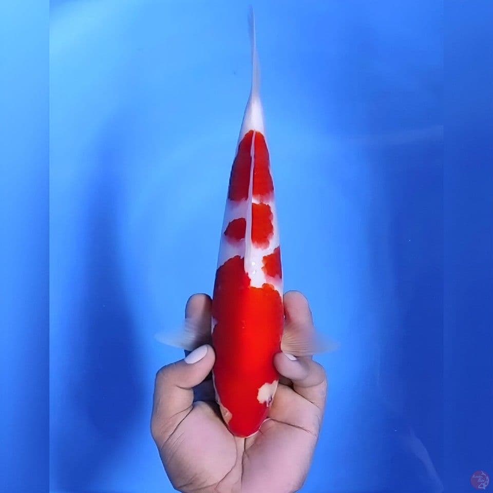 Kohaku# 29cm - Male