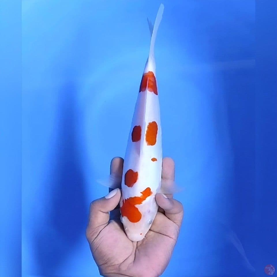 Kohaku doitsu# 28cm - Female