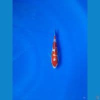 Kohaku Ginrin (Cutting)