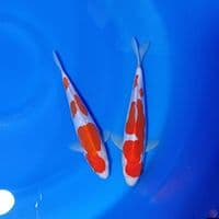 HQ ORYGINAL KOHAKU DOITSU 23_25CM 