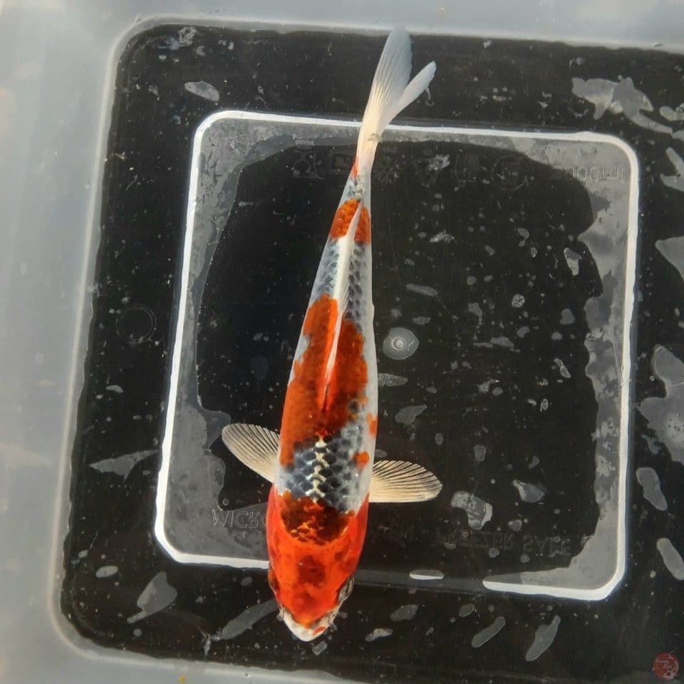 KUJAKU 12CM ORI