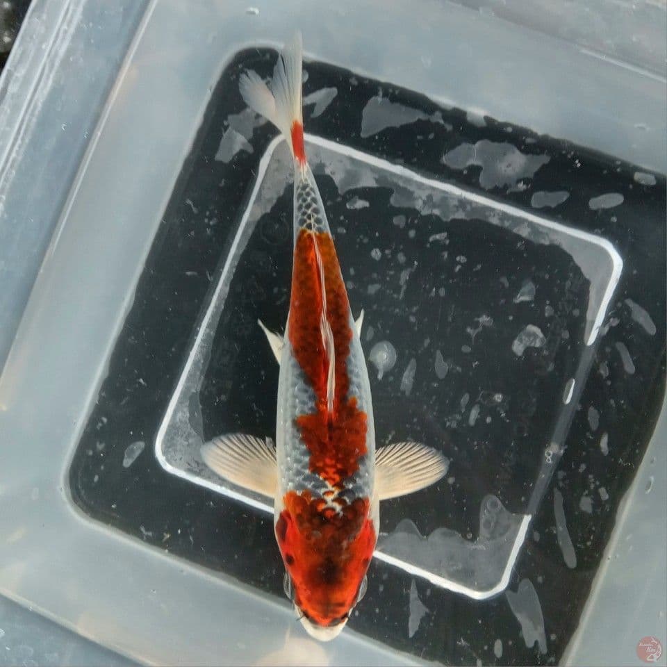 KUJAKU RACING 15CM ORI