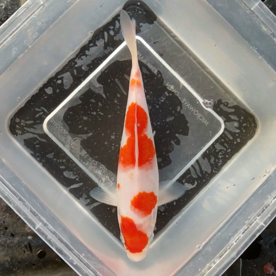 SAKURA 18CM
