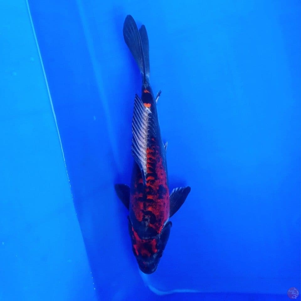 BENI KIKO 27CM