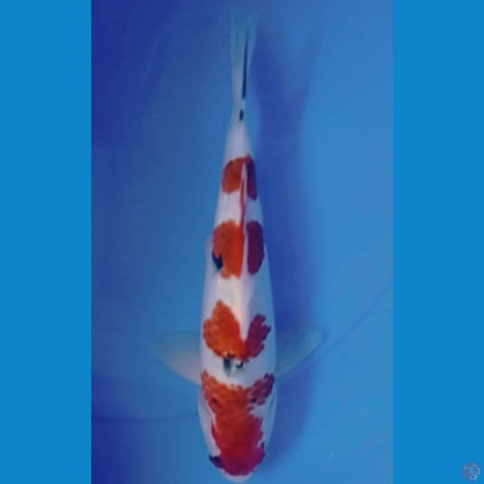 goromo sanke 32