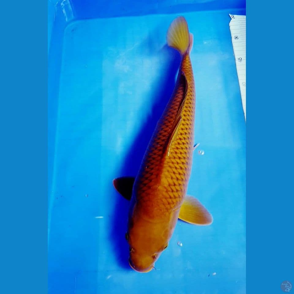 40 CM CHAGOI BAKAT JUMBO 