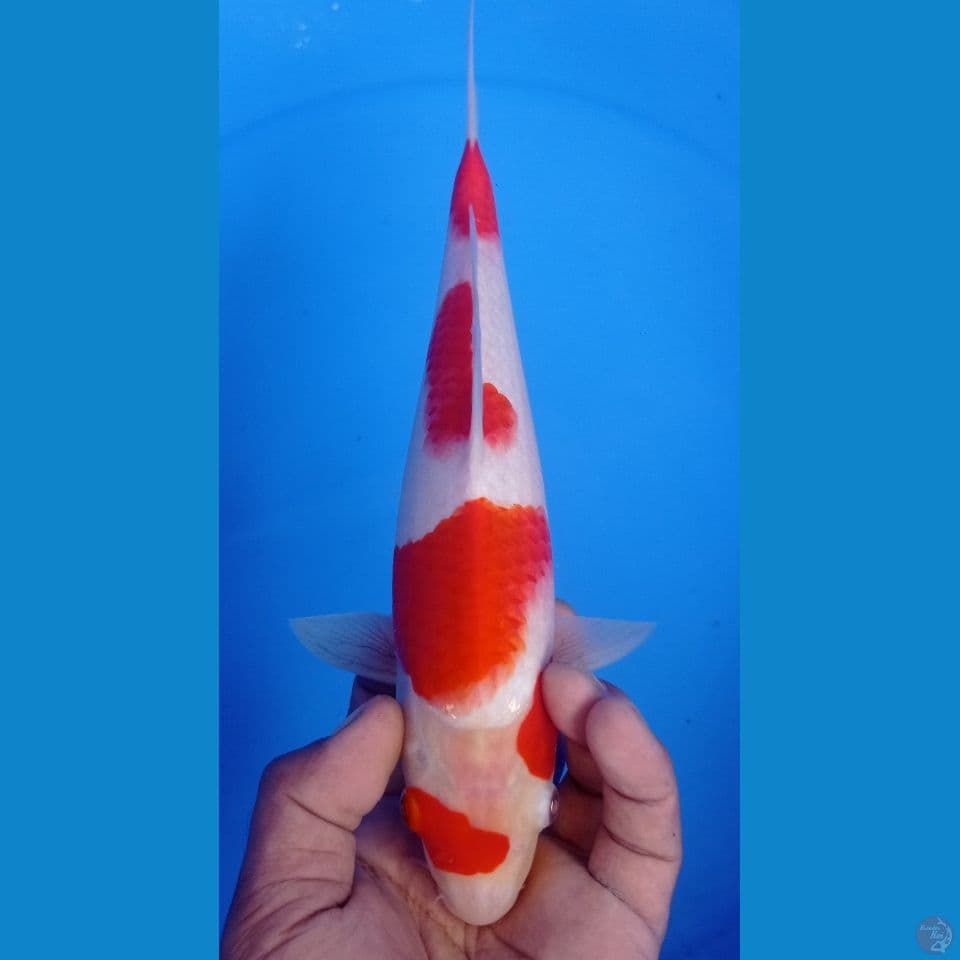 kohaku 29