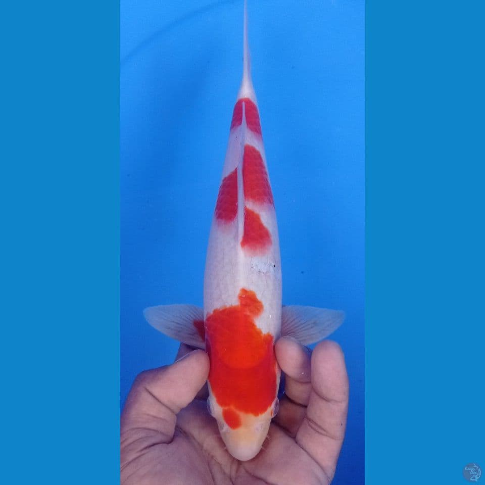 kohaku 29