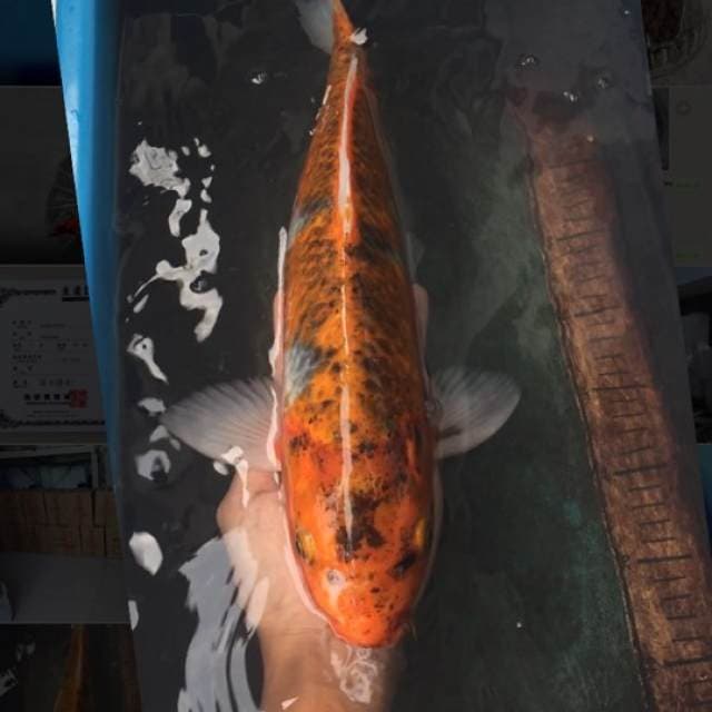 koi jelek 1