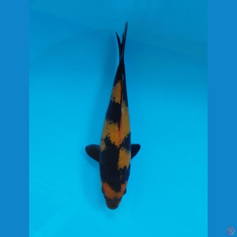 hiu 25cm