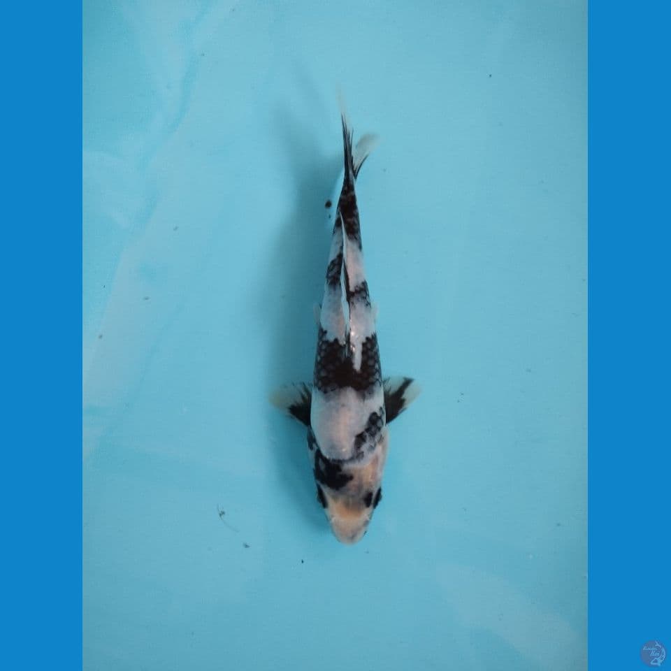 shiro 24cm