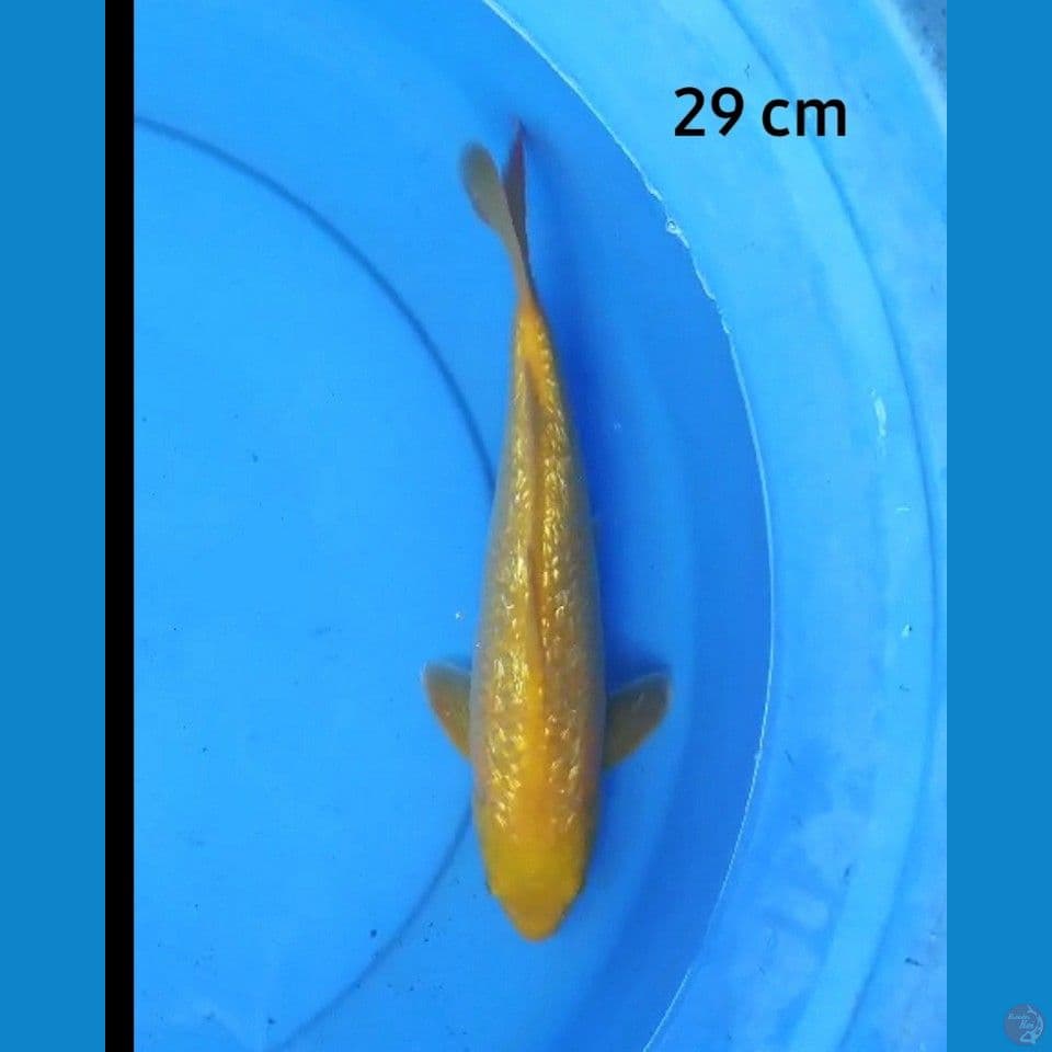 Karashi ginrin 29 cm