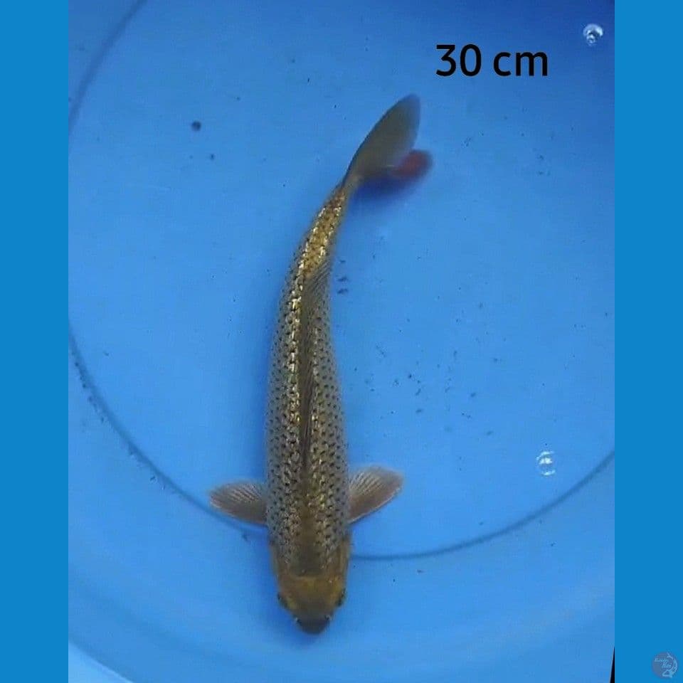 Midori ginrin 30 cm