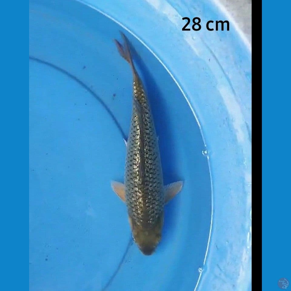 Midori ginrin 28 cm
