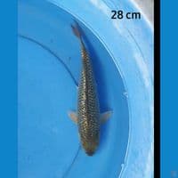Midori ginrin 28 cm