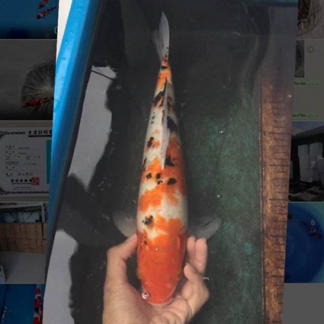 ikan jelek sanke 45cm