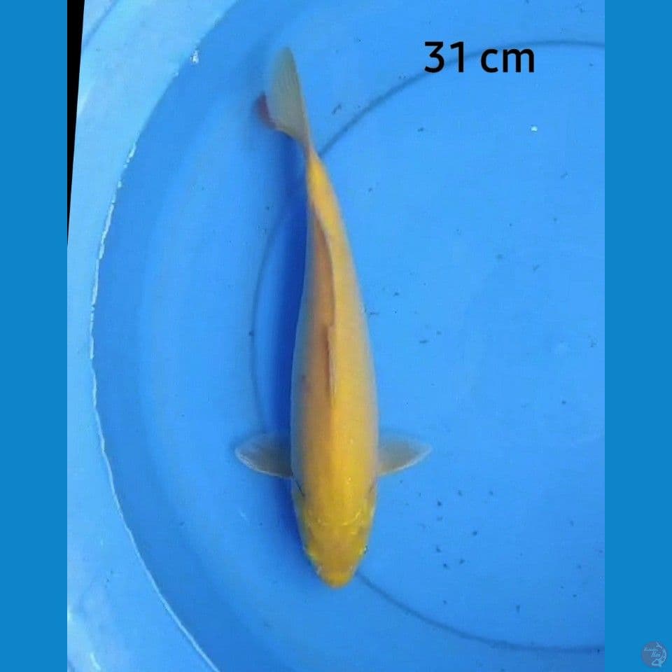 Karashi 31 cm