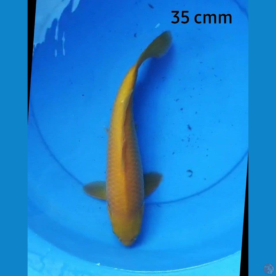 Karamel 35 cm male
