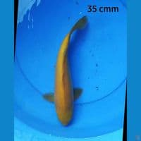 Karamel 35 cm male