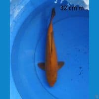 Karamel 32 cm male