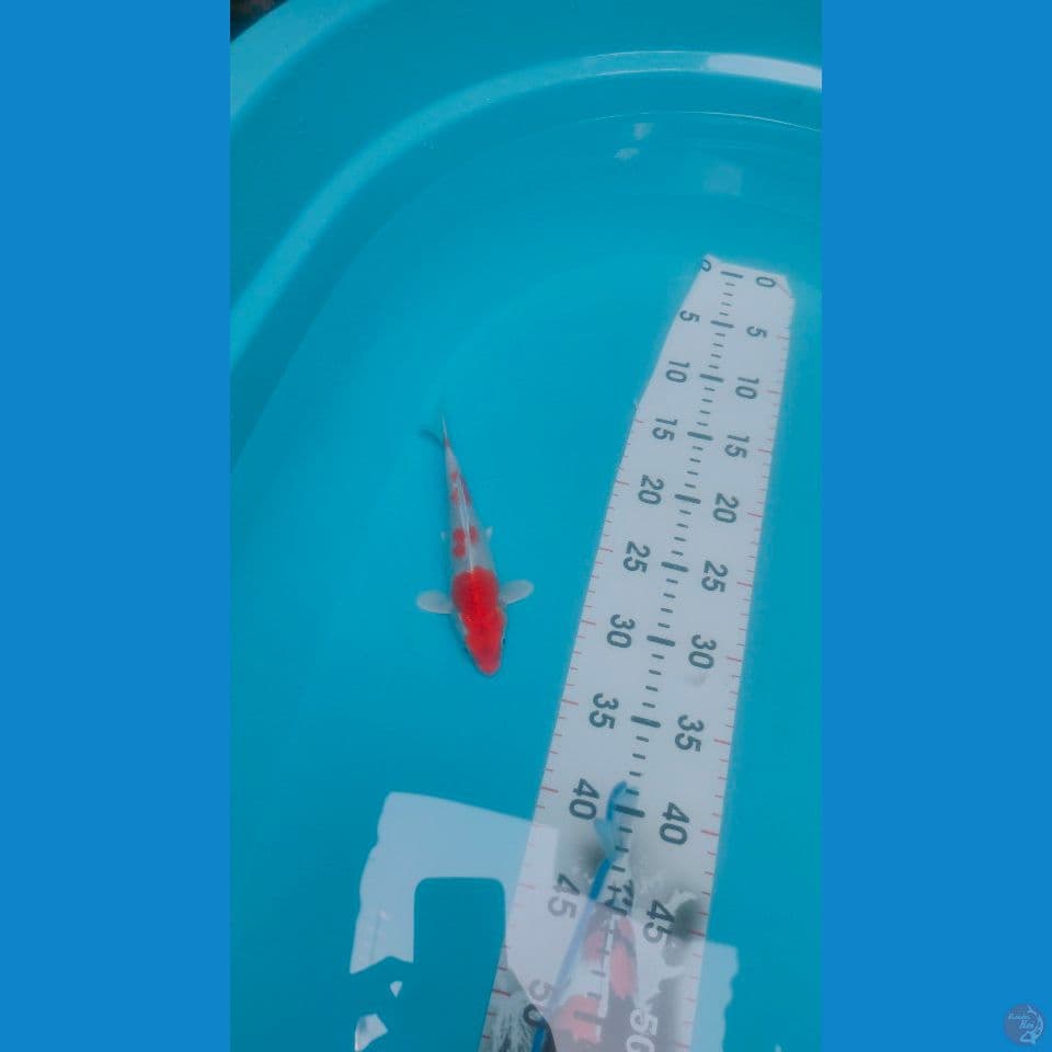 Sakura Ogon SQ 20cm™