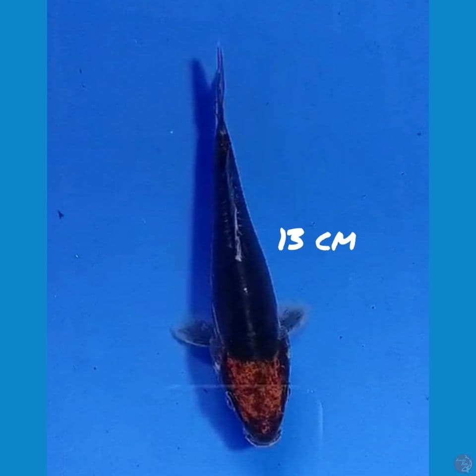 TANCHO KUMORYU ORI 13cm