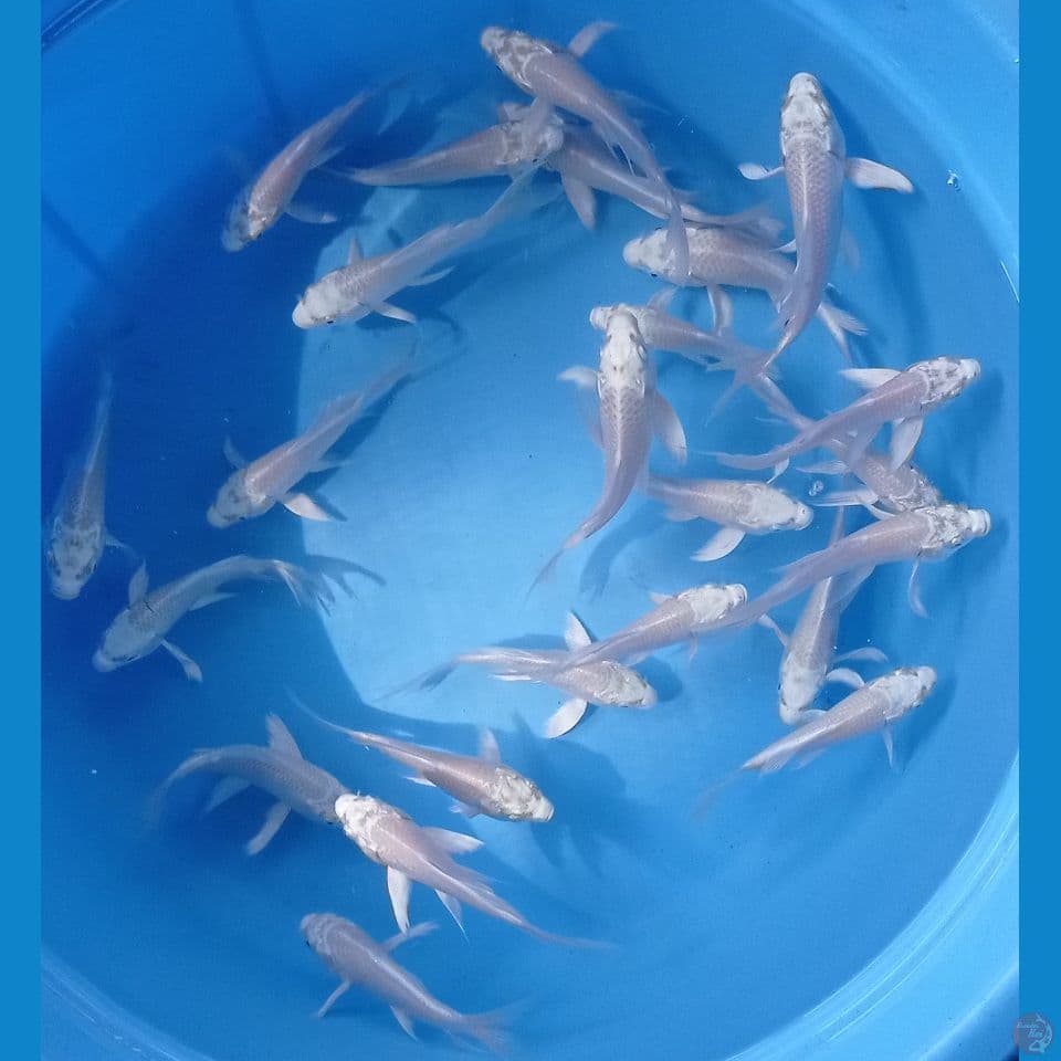 SELENDANG PUTIH 12,13,14,15