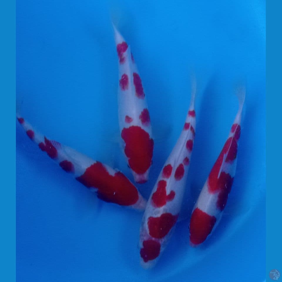 KOHAKU 17,18,19,22