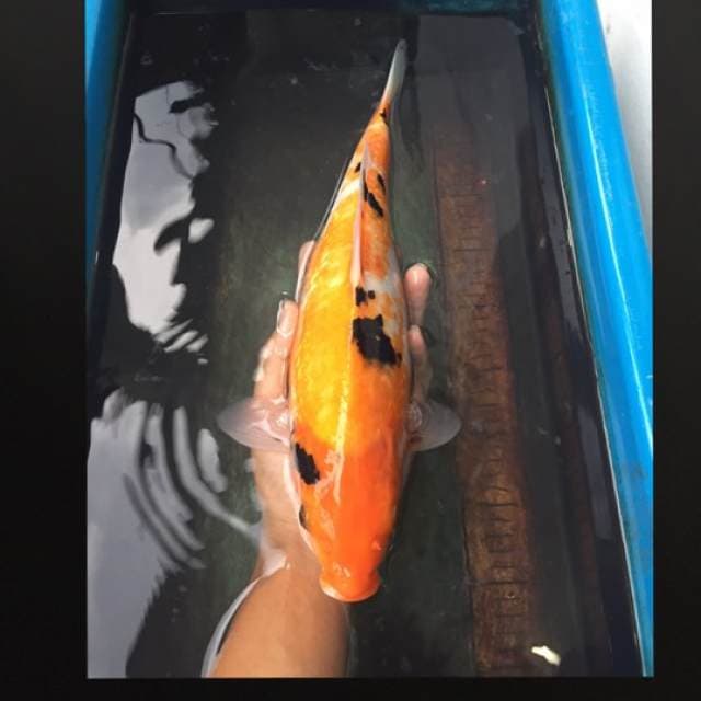 lagi sanke jelek 40bu
