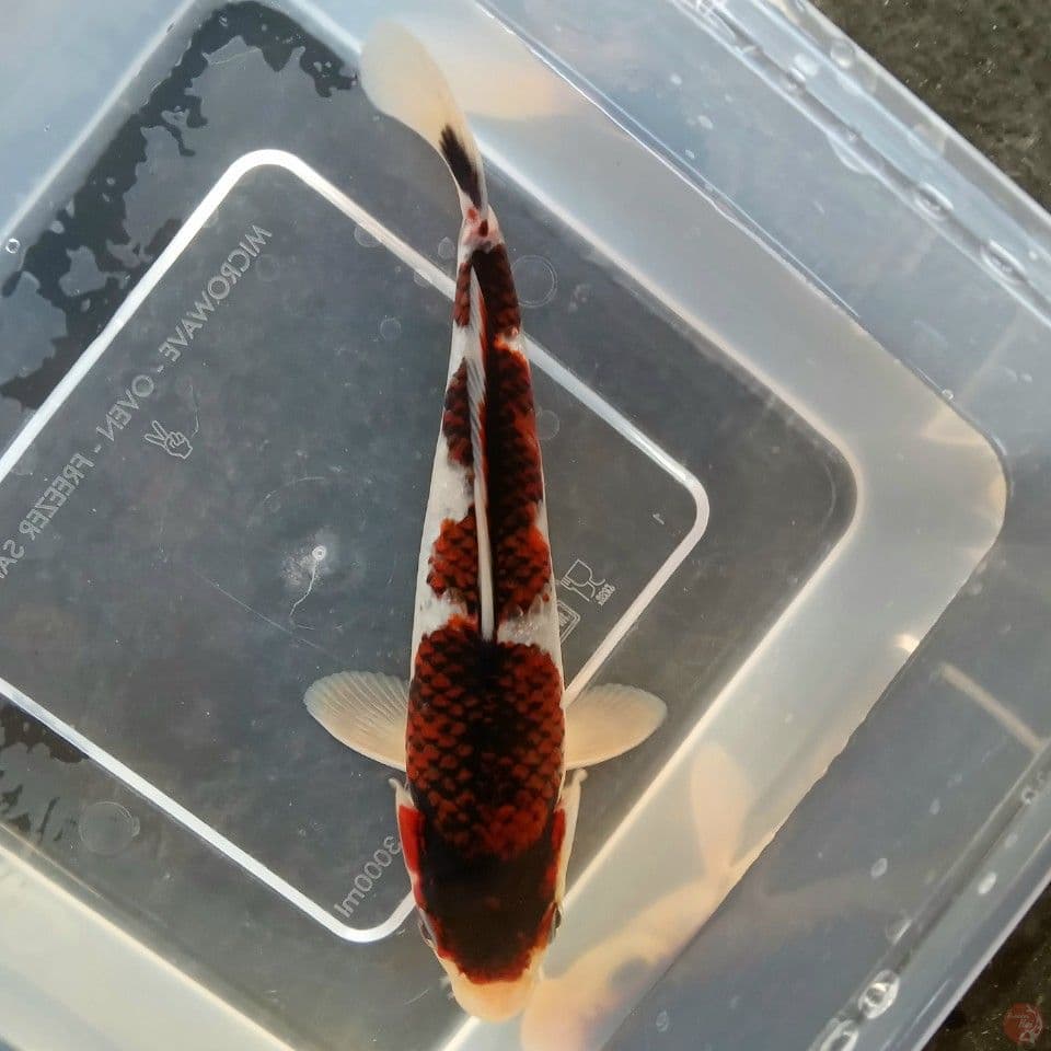GOROMO GINRIN 18CM