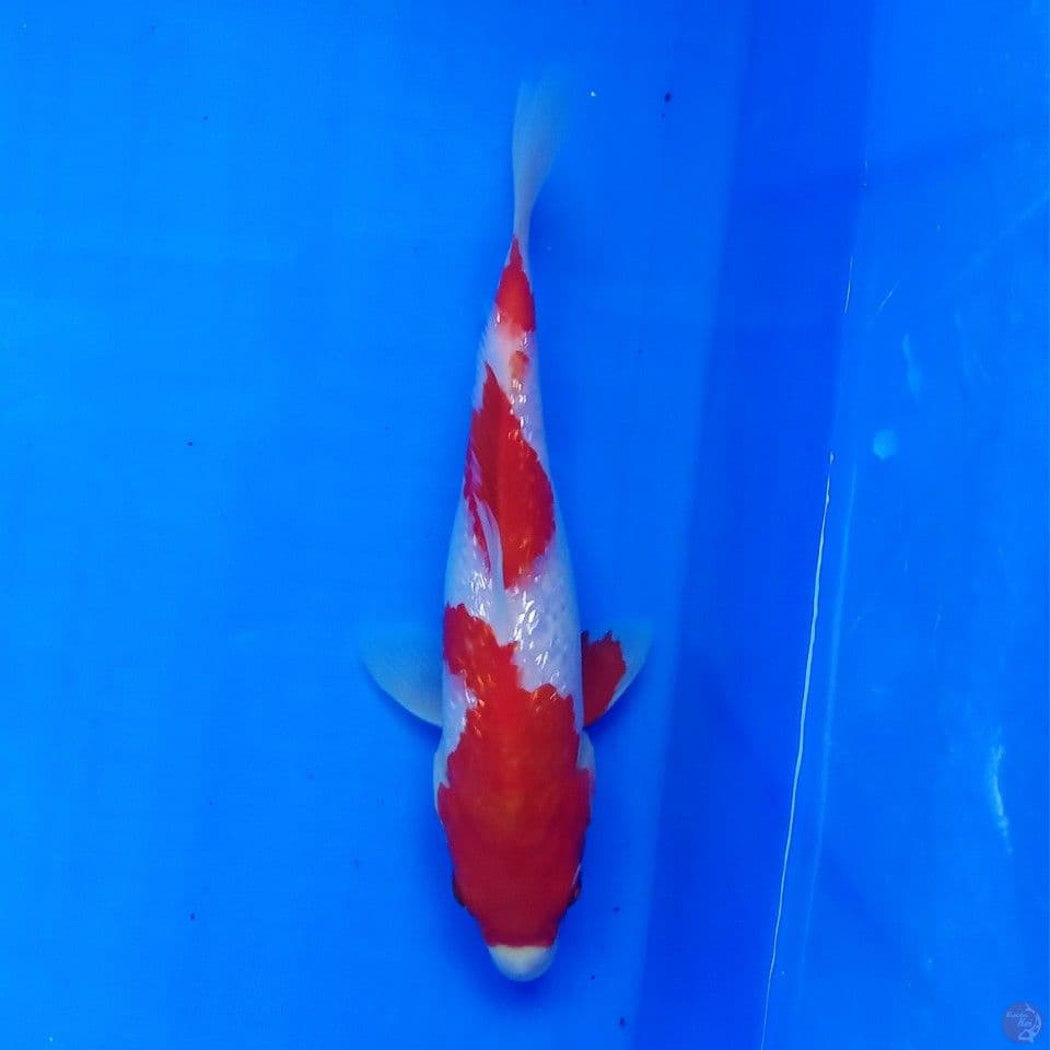 KOHAKU GINRIN STEP 3 22CM