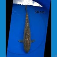 Midori ginrin male 34 cm
