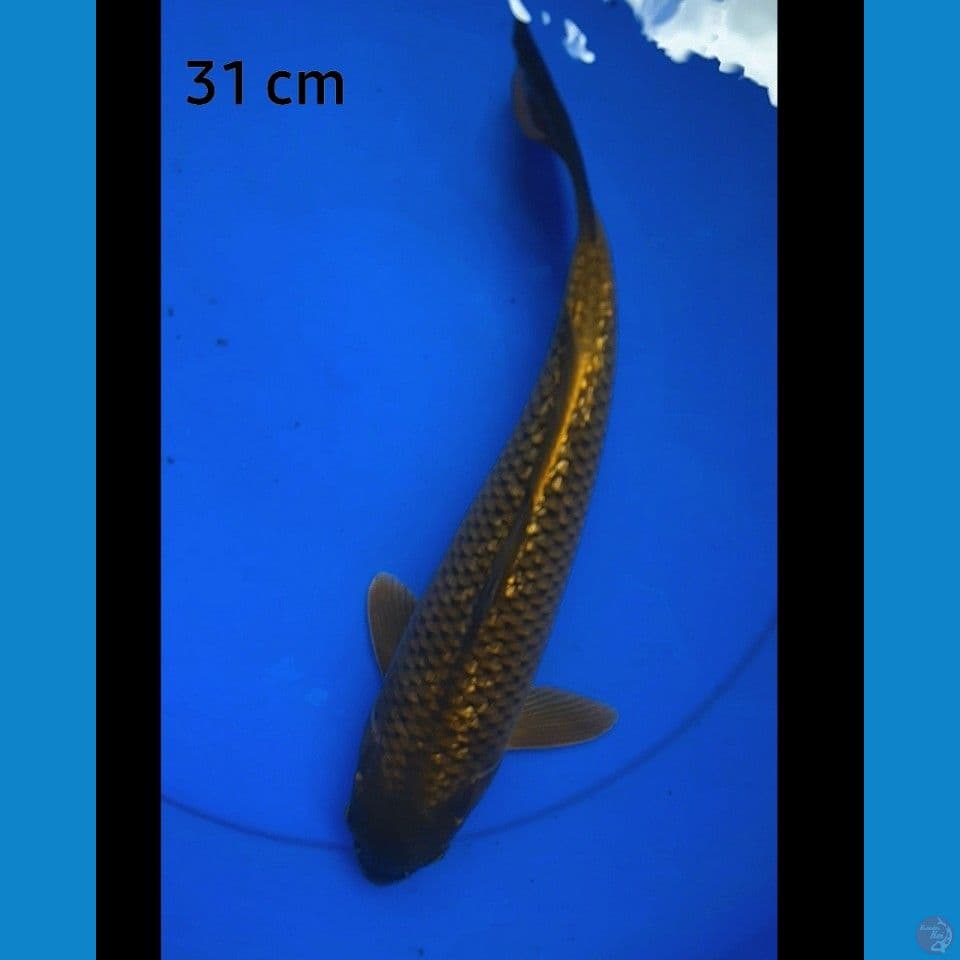 Chagoi ginrin 30 cm