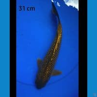 Chagoi  ginrin 30 cm