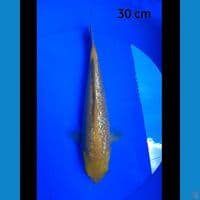 Karshi ginrin 30 cm