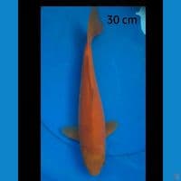 Karashi manggo male 30 cm