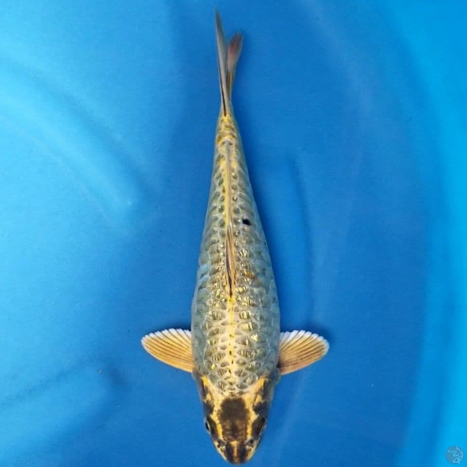 ARAGOKE GINRIN 30 CM MALE