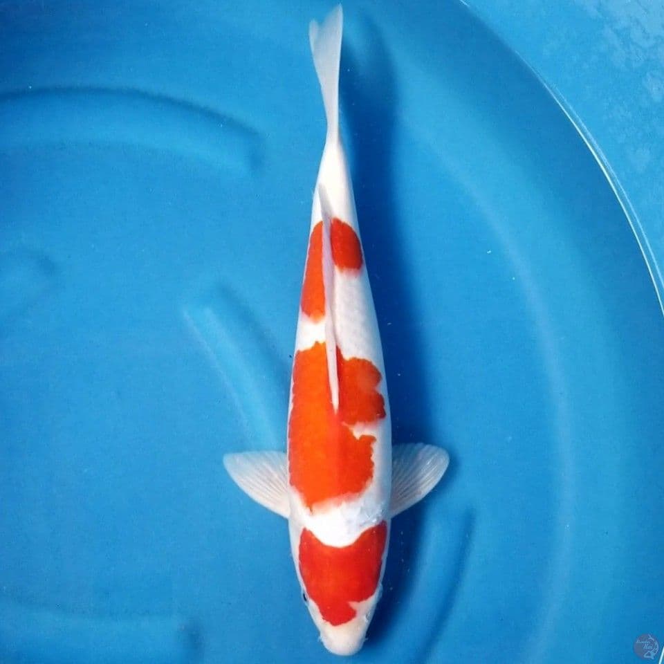 KOHAKU 40 CM MALE