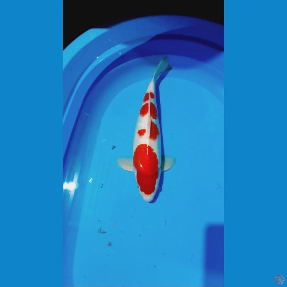 Male 40cm