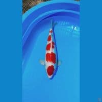 Male 40cm