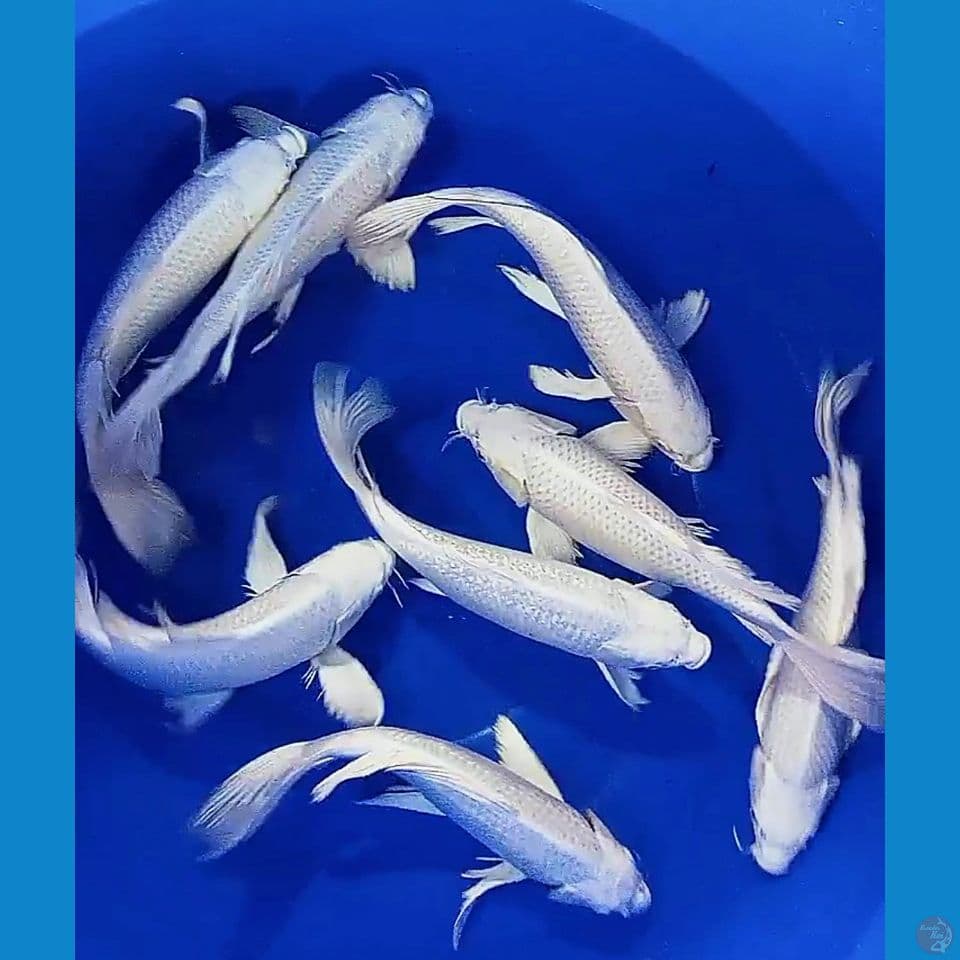 8 ek 33-35cm platinum slayer salju