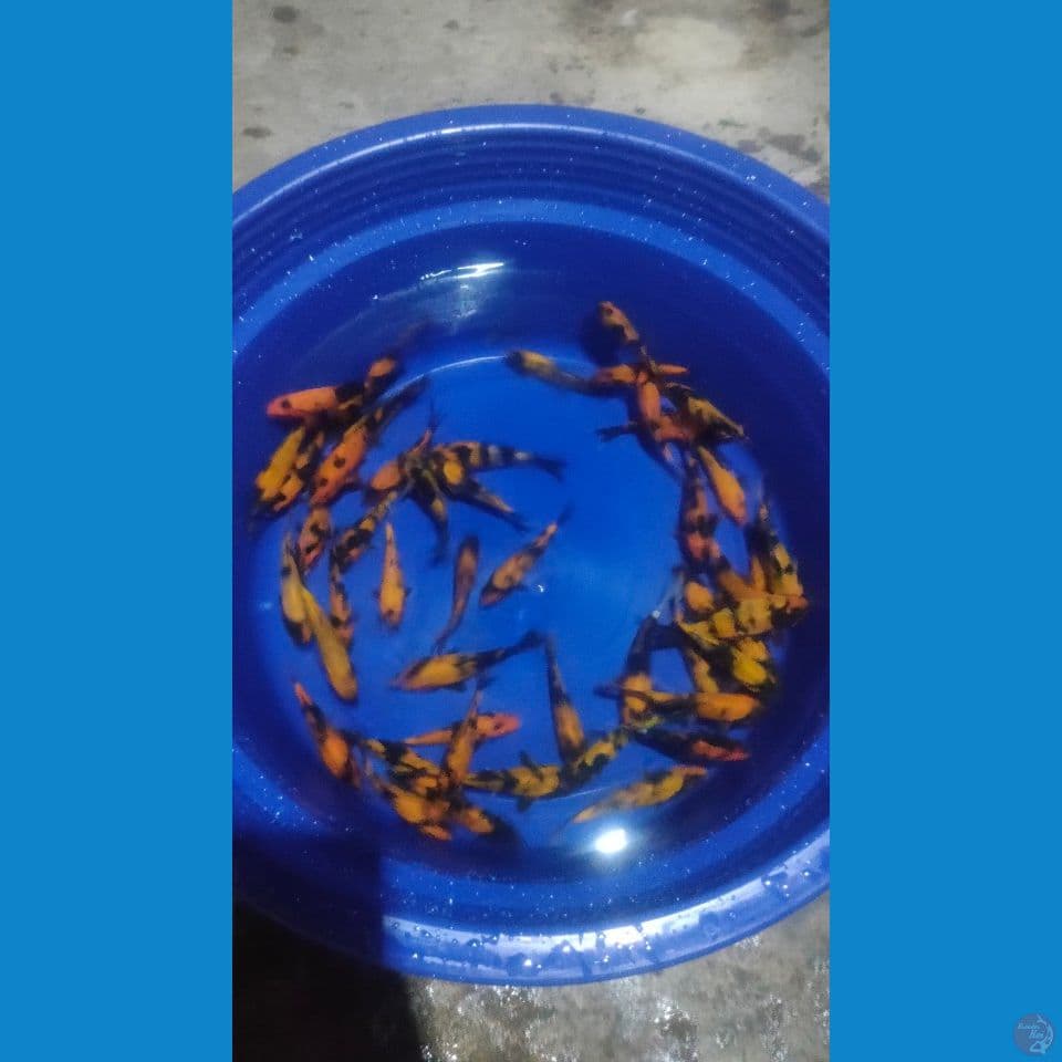Paket 50ekor Hi-Utsuri 10-15cm™
