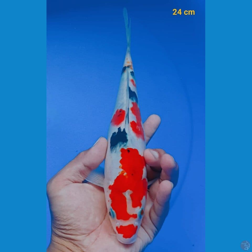 sanke 24cm m