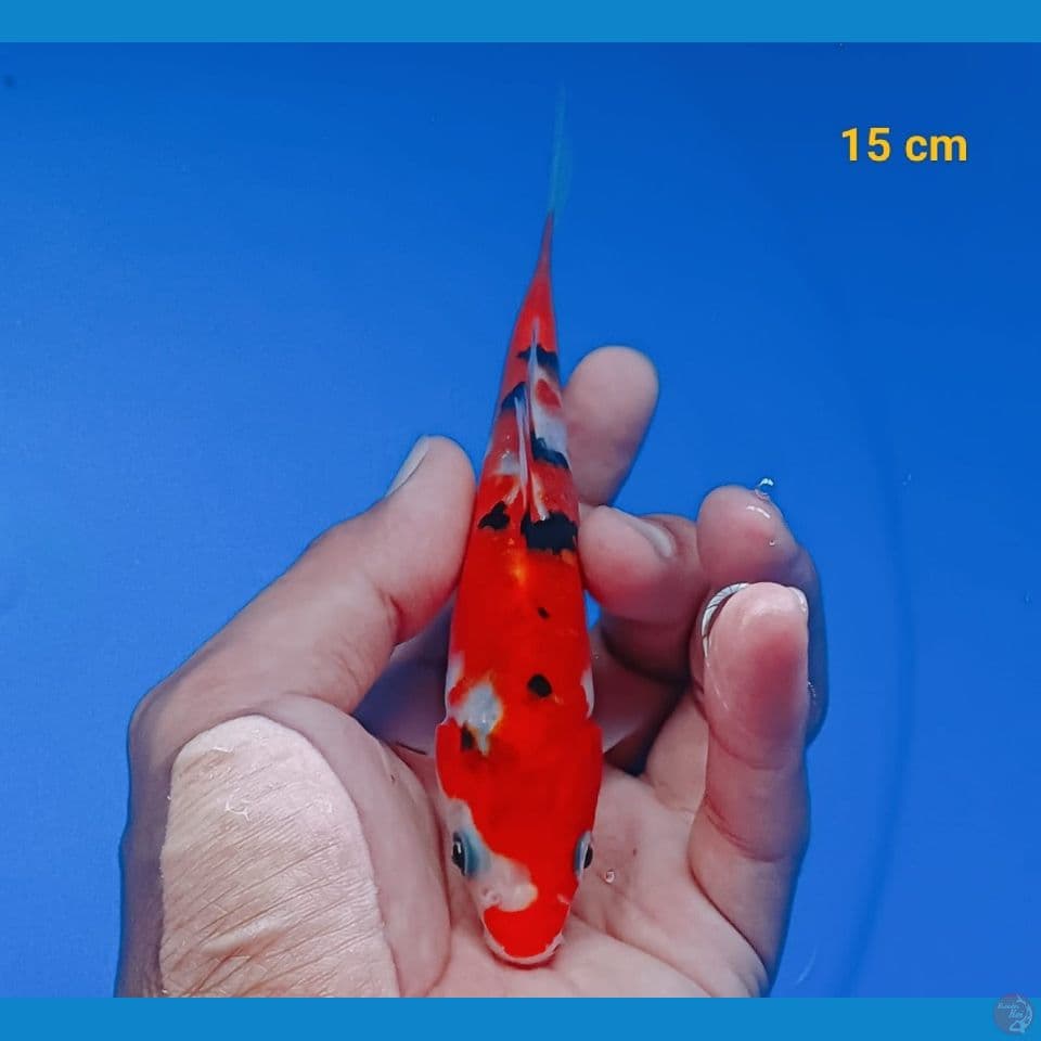 sanke 15cm