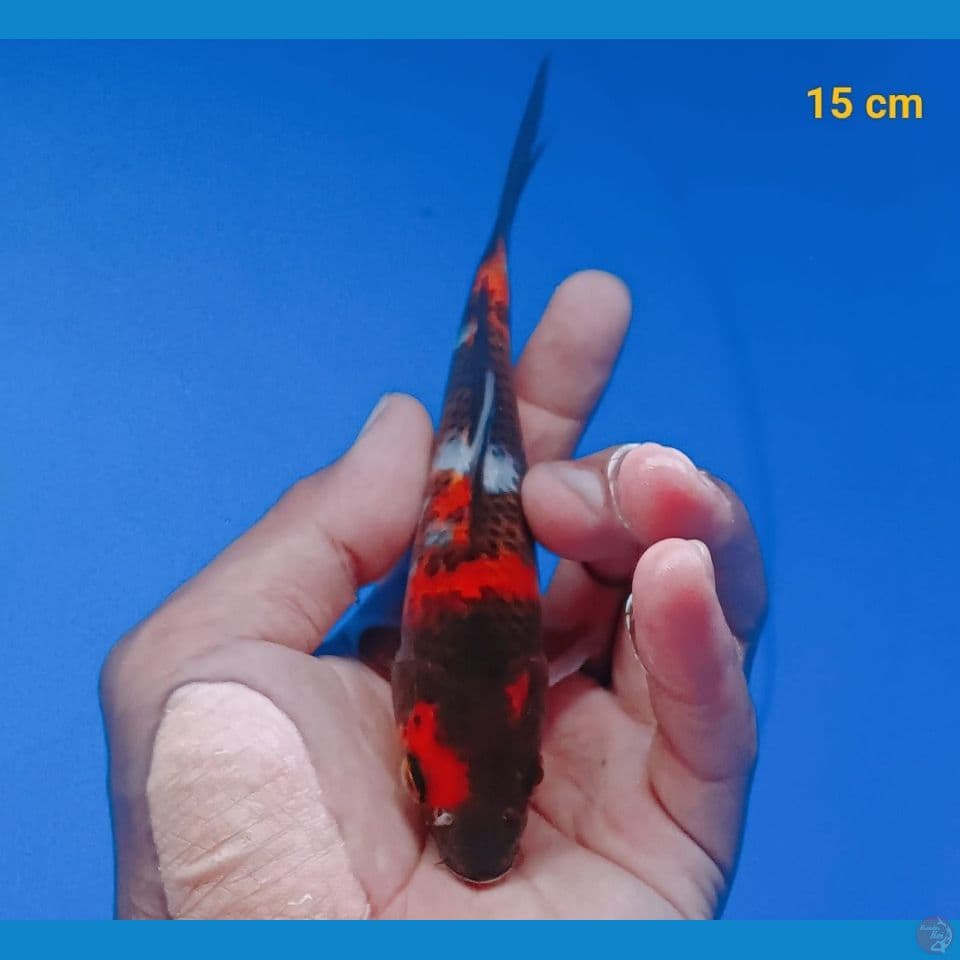 showa 15cm m