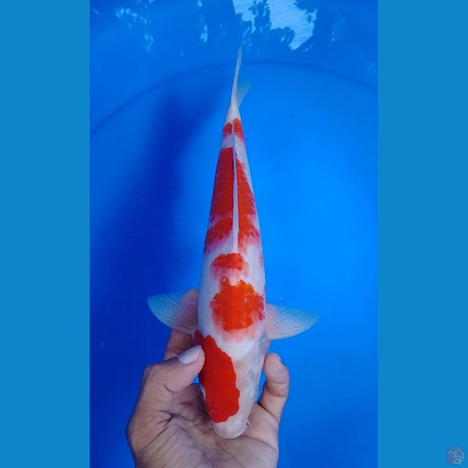kohaku size 28cm.m