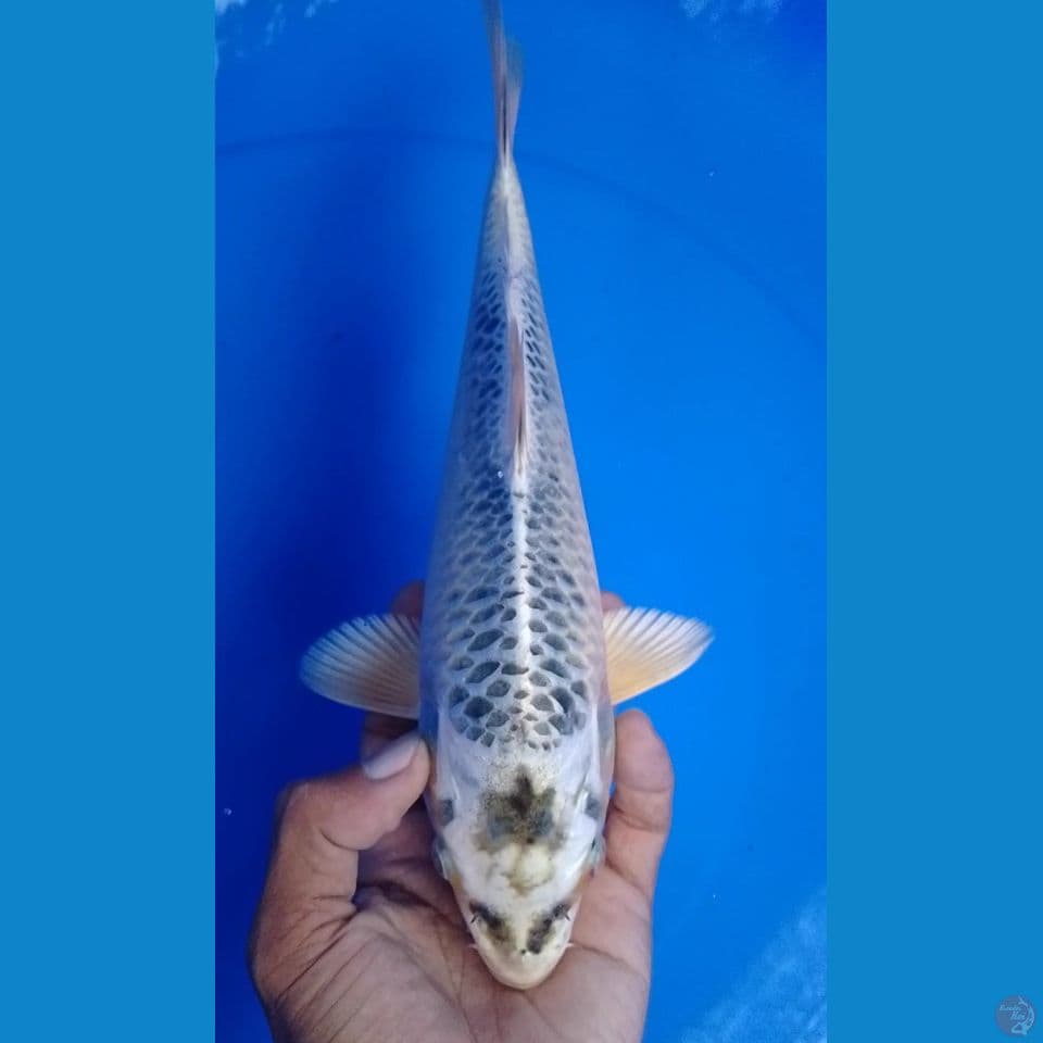 matsuba size : 26cm.m