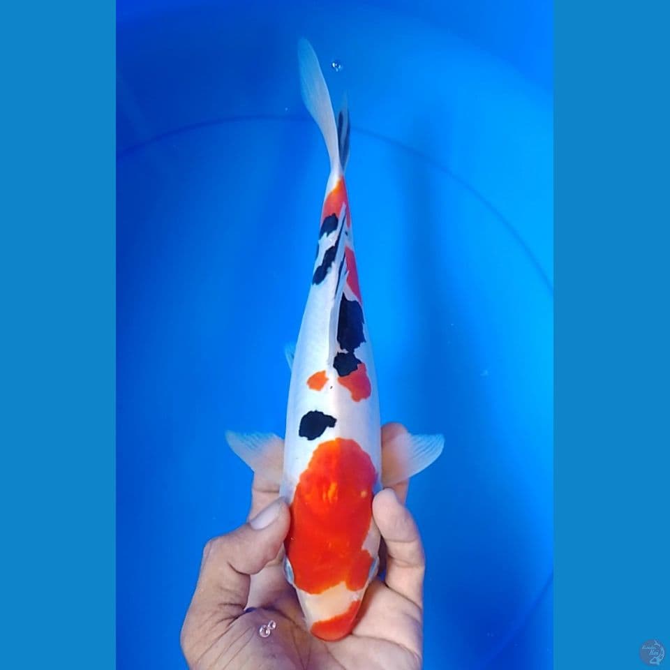 doitshu sanke size : 27cm